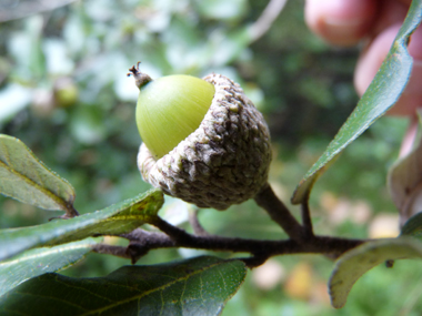 Fruits (glands) bruns de 2 à 3 cm terminés par une petite pointe dure et piquante, la cupule étant pubescente. Agrandir dans une nouvelle fenêtre (ou onglet)